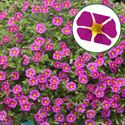 Afbeelding van Calibrachoa P12 Magenta Island